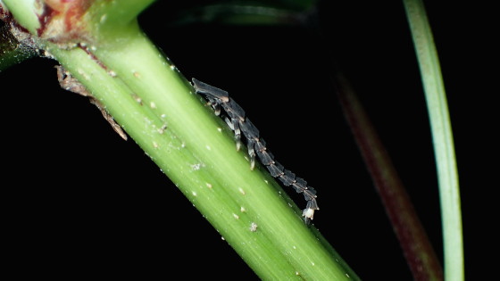 アキマドボタル 中齢幼虫