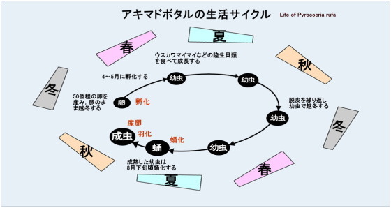 アキマドボタルの生活サイクル