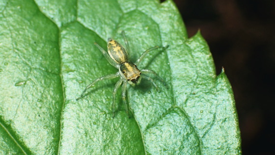 チャイロアサヒハエトリ♀