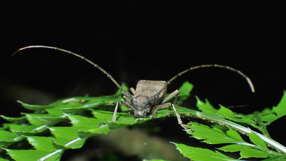 セダカコブヤハズカミキリ対馬亜種