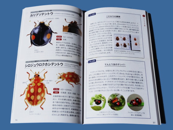 テントウムシハンドブック