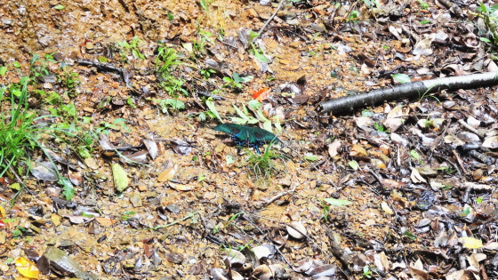 ミヤマカラスアゲハ