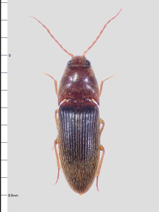 クリイロアシブトコメツキ