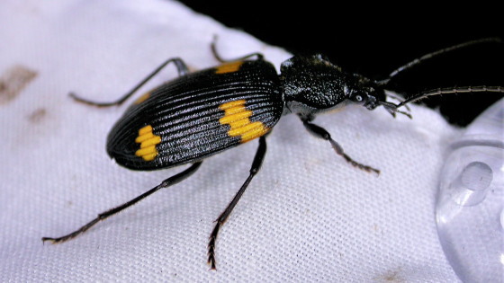 Craspedophorus属の一種