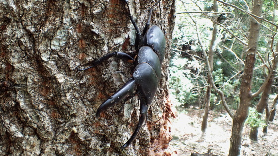 ヒラタクワガタ 対馬亜種
