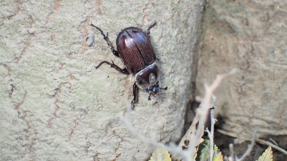コカブトムシ