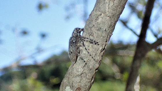 カタシロゴマフカミキリ