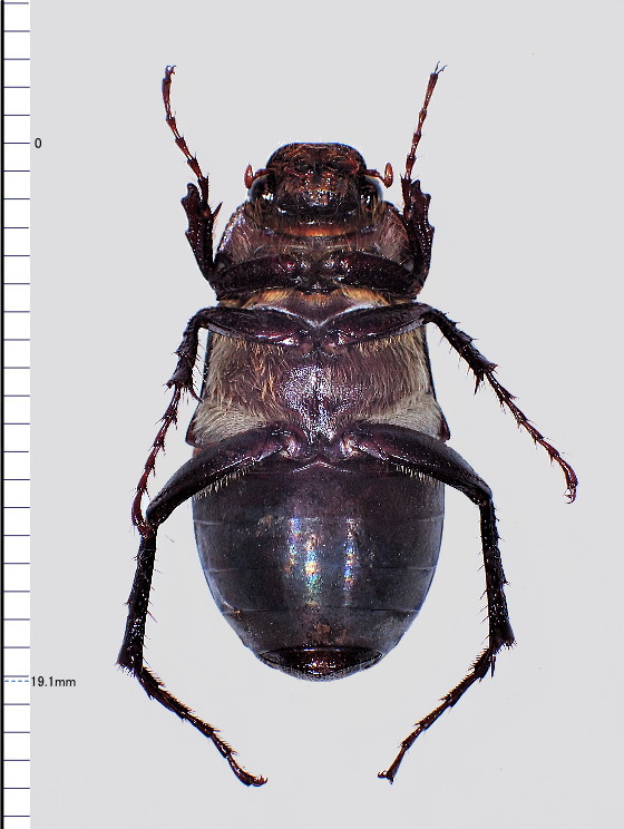 Holotrichia kiotoensis Brenske, 1894
