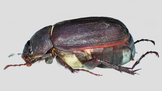 Holotrichia kiotoensis Brenske, 1894