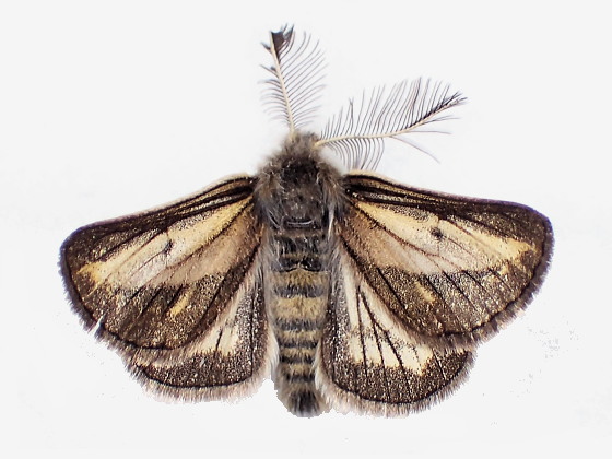 Nyssiodes lefuarius (Erschoff, 1872)