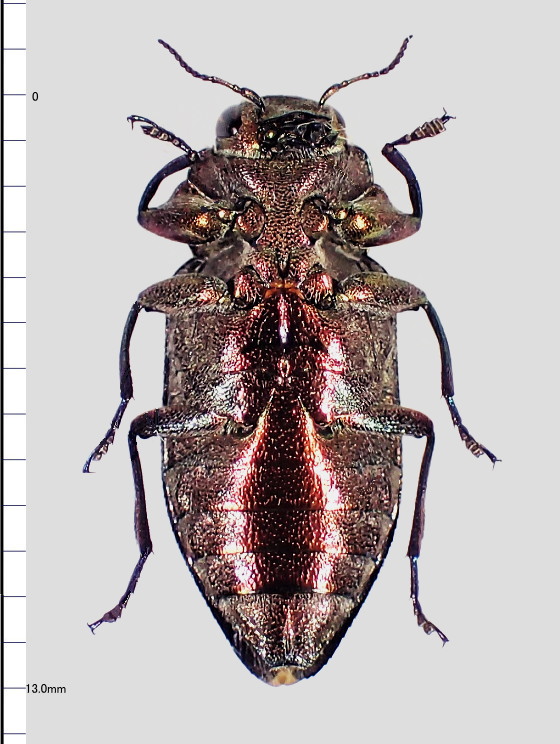 Chrysobothris samurai Obenberger, 1935