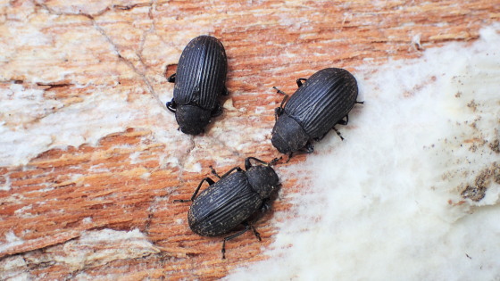 Heterotarsus carinula Marseul,1876