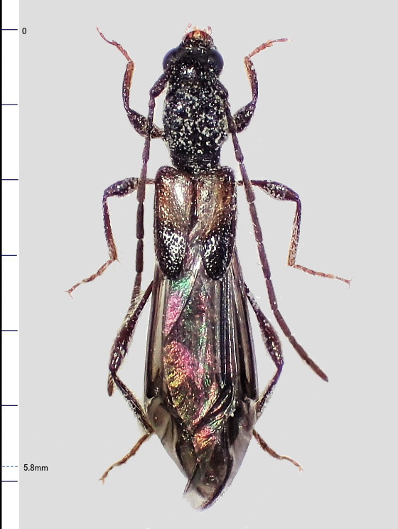 Glaphyra kojimai (Matsushita,1939)