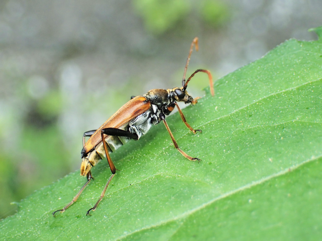 ツリバナ 本株 / 610