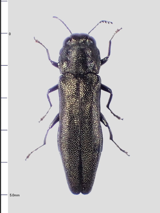 フカヒレ　ムカシタマムシ オオウグイスナガタマムシ