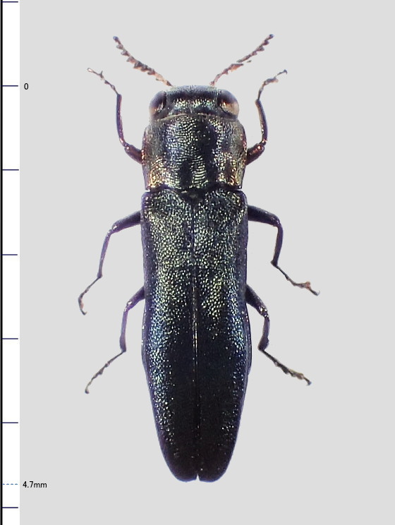 アオグロナガタムシ ヒメアサギナガタマムシ ウグイスナガ
