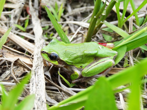 ニホンアマガエル