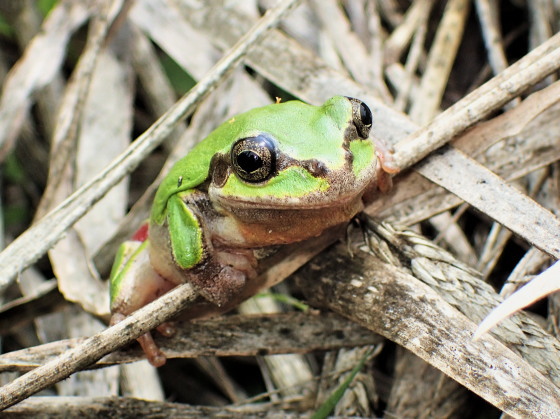 ニホンアマガエル