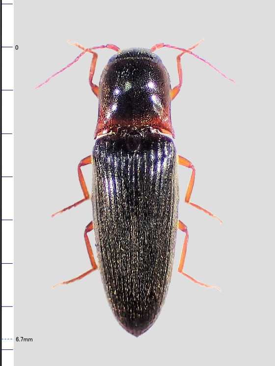 クチブトコメツキ対馬亜種