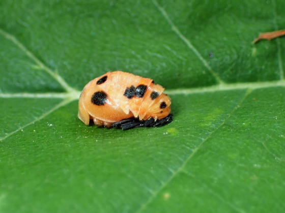 カリプソテントウの蛹