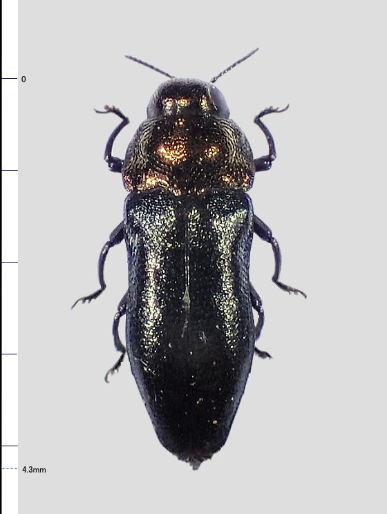 ムネアカチビナカボソタマムシ