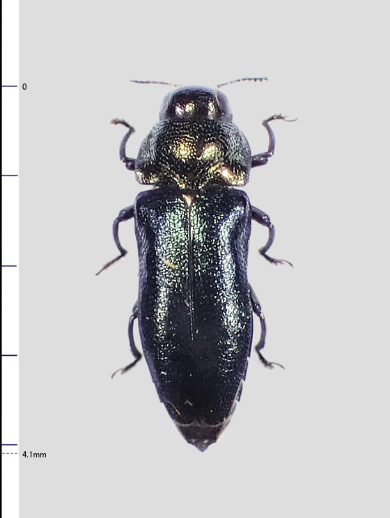 Nalanda rutilicollis rutilicollis (Obenberger, 1914)