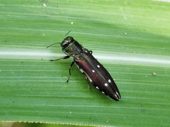 Agrilus decoloratus Kerremans, 1892