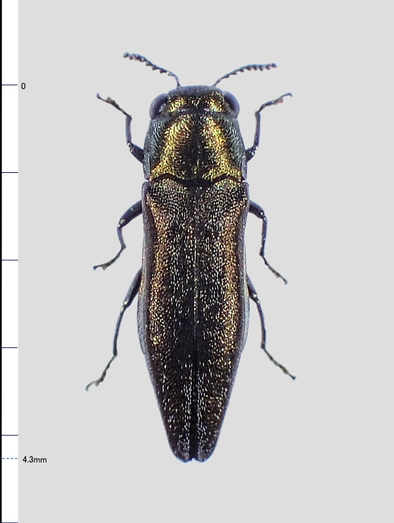 Agrilus subrobustus E. Saunders, 1873