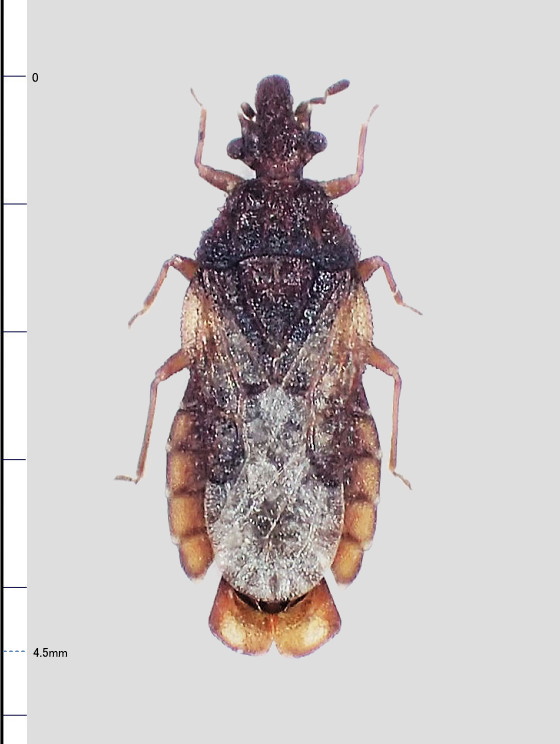 ヒラタカメムシの一種