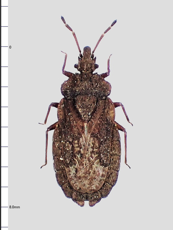 ヒラタカメムシの一種