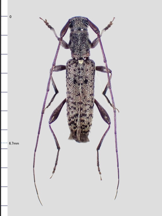 Rondibilis elongata ssp.?