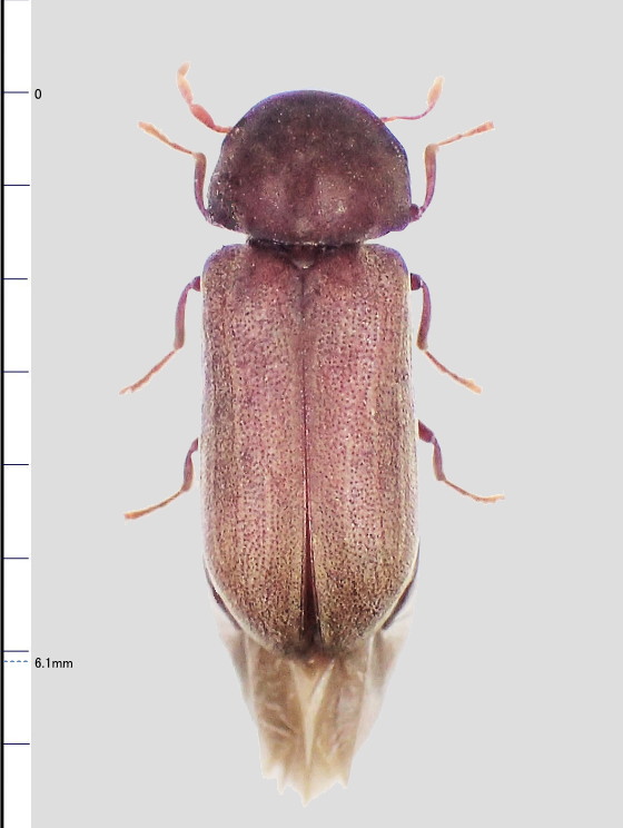ミリ虫-114 シバンムシの仲間?