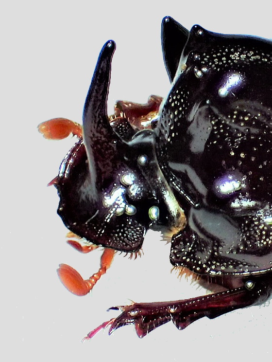 Copris tripartitus C. O. Waterhouse, 1875