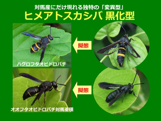 ヒメアトスカシバ黒化型の擬態