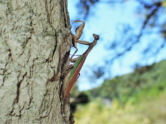 ヒメカマキリ