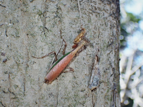 ヒメカマキリ