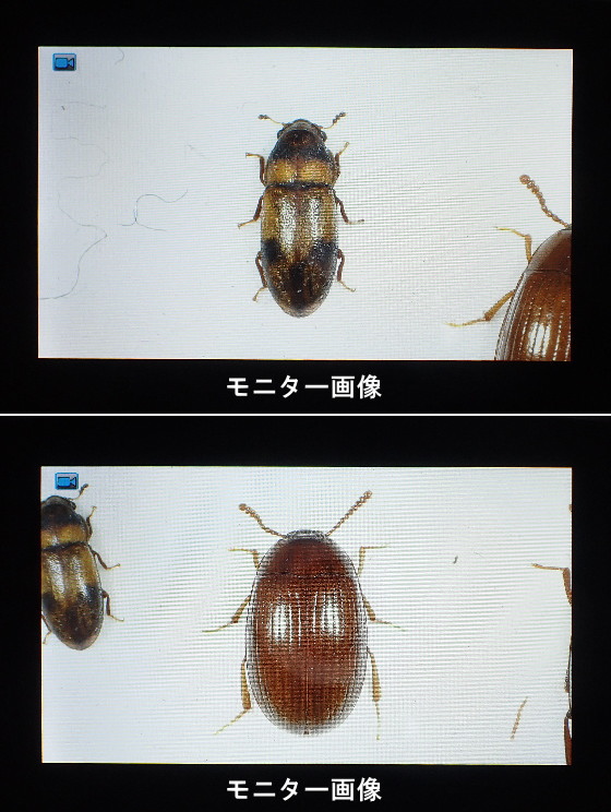 デジタル顕微鏡 ADSM301 モニター
