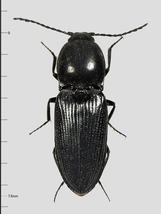 クロハナコメツキの仲間?