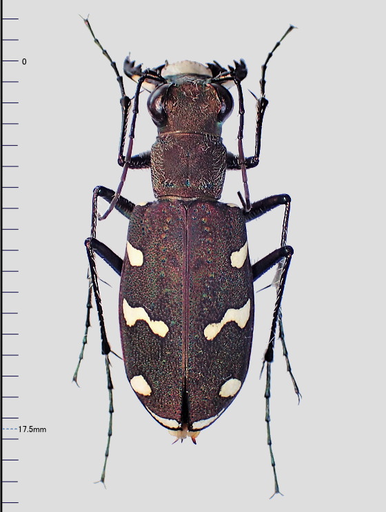 Cicindela gemmata aino Lewis, 1891