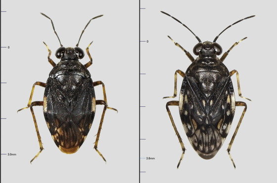 ミズギワカメムシの一種