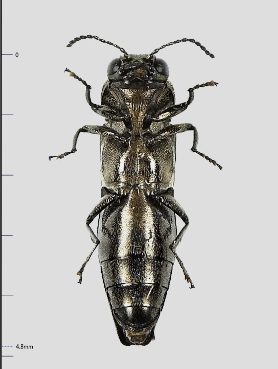 Agrilus daimio Obenberger,1936