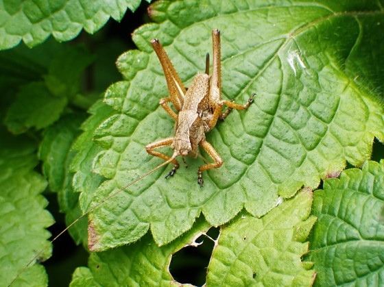 Paratlanticus tsushimensis Yamasaki, 1986