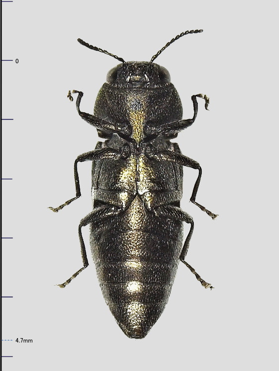 Anthaxia proteus E. Saunders, 1873