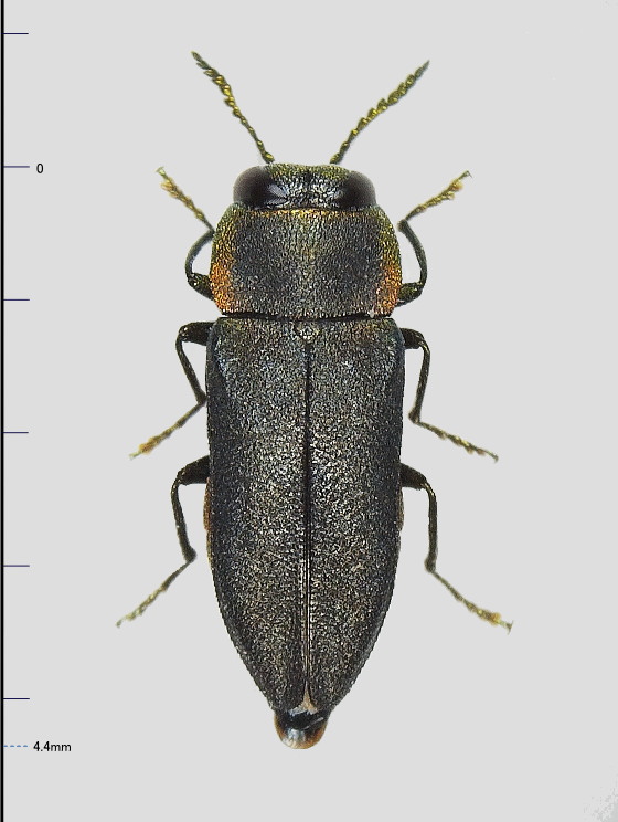 フカヒレ　ムカシタマムシ megaloxantha netscheri 85mm