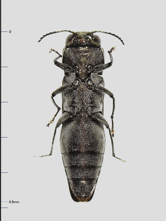 Agrilus ussuricola Obenberger, 1924