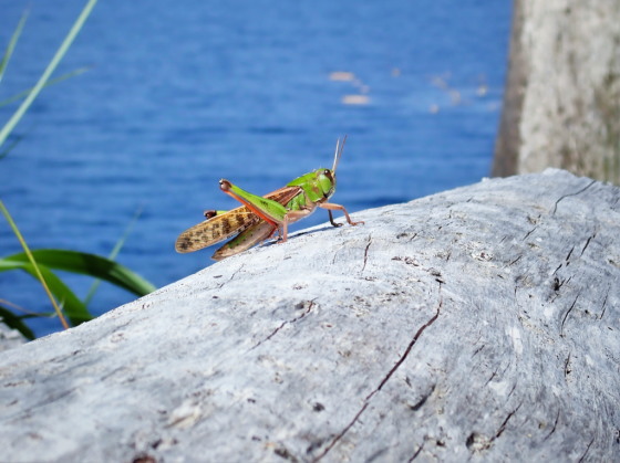 Locusta migratoria (Linnaeus,1758)