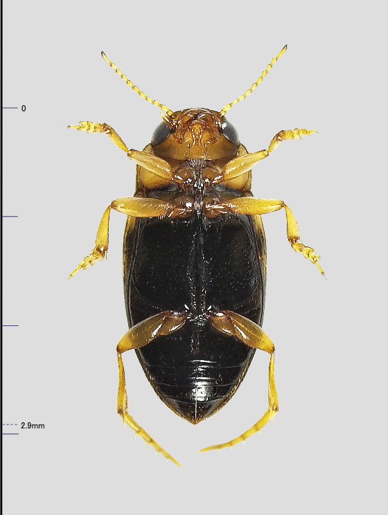 Liodessus megacephalus (Gschwendtner, 1931)