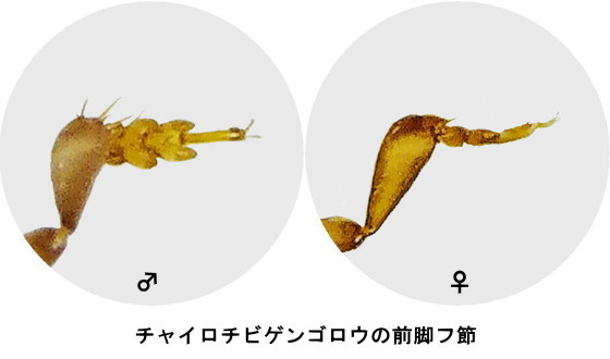 チャイロチビゲンゴロウの前脚フ節