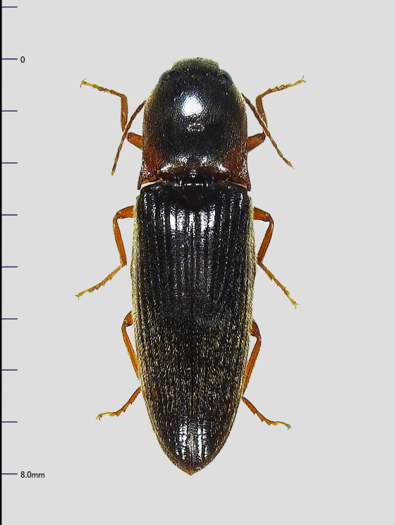 クチブトコメツキ対馬亜種