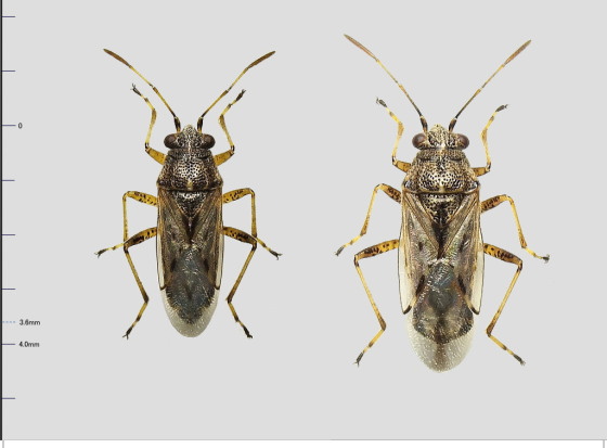 マダラナガカメムシ科Nysius属の一種